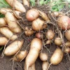 Yacon Live Plant Root - Peruvian Ground Apple Smallanthus sonchifolius edible tuber - Image 1