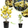 Yellow Bird Magnolia Live Plant - 6-12 Inches Tall, 2.5 Inch Pot, Fragrant Yellow Flowers, Outdoor Tree - Image 1