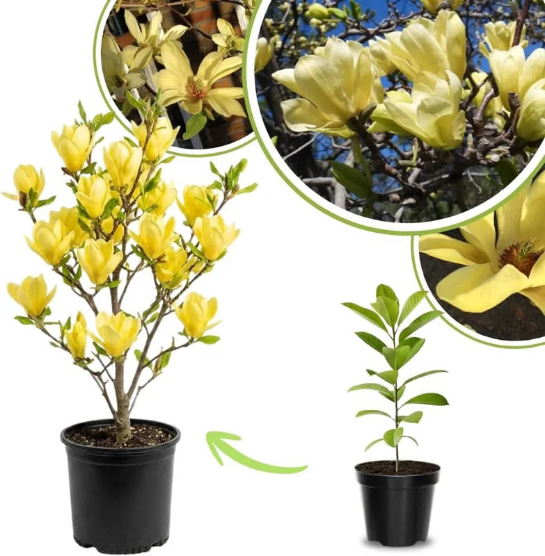 Yellow Bird Magnolia Live Plant - 6-12 Inches Tall, 2.5 Inch Pot, Fragrant Yellow Flowers, Outdoor Tree - Image 1