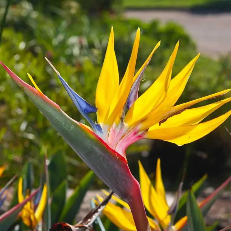 Yellow Bird of Paradise Live Plant – Strelitzia Reginae Tropical Perennial, 5-9 Inches Tall, Indoor/Outdoor - Image 2