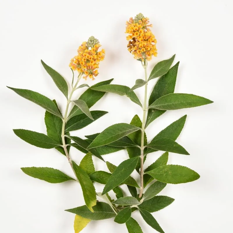 Yellow Butterfly Bush Live Plant – 4-6 Inch Tall Outdoor Shrub - Image 2