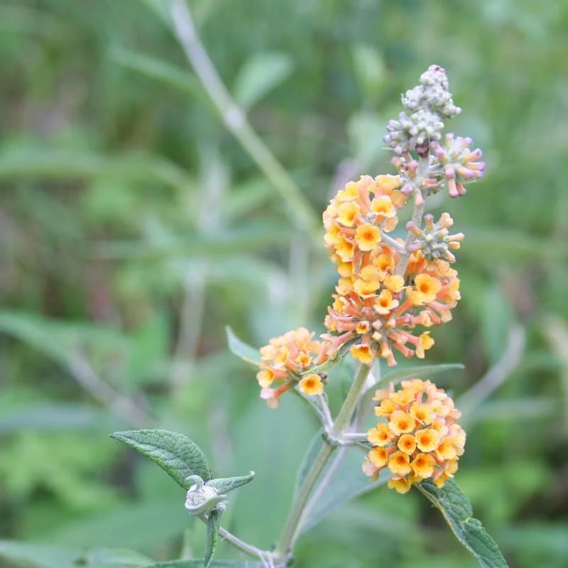 Yellow Butterfly Bush Live Plant – 4-6 Inch Tall Outdoor Shrub - Image 3