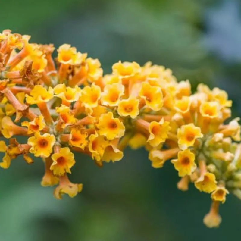 Yellow Butterfly Bush Live Plant – 4-6 Inch Tall Outdoor Shrub - Image 5