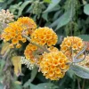 Yellow Butterfly Bush Live Plant – 4-6 Inch Tall Outdoor Shrub - Image 1