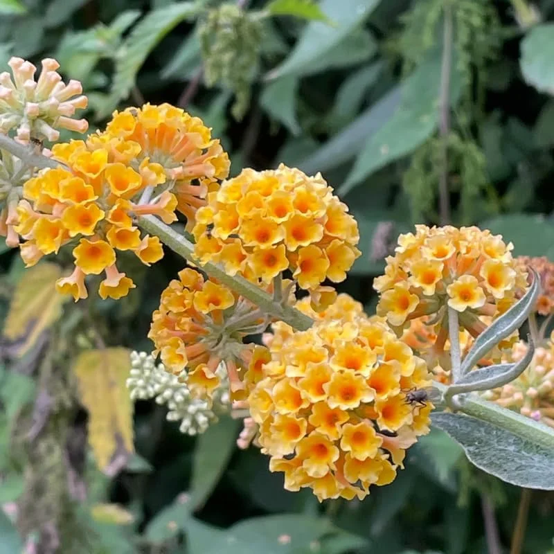 Yellow Butterfly Bush Live Plant – 4-6 Inch Tall Outdoor Shrub - Image 1
