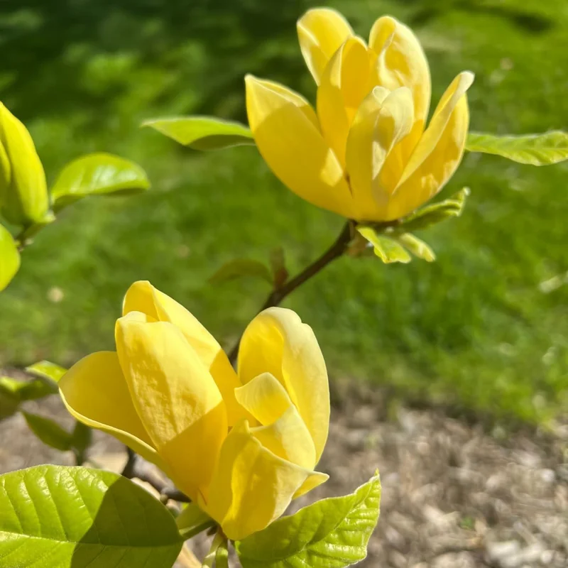 Yellow Magnolia Tree Live Plant, 12-24 Inch, Gallon Pot, Fragrant Yellow Flowers - Image 2