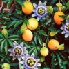 Yellow Passion Fruit Live Plant, 5-8 Inch Tall, Well Rooted Vine, USDA Zones 9-11 - Image 1