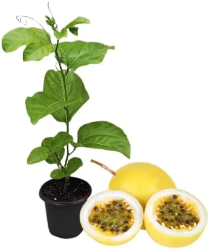 Yellow Passion Fruit Live Plant – 5-9 inch Vine for Outdoor Gardens, Perennial - Image 2