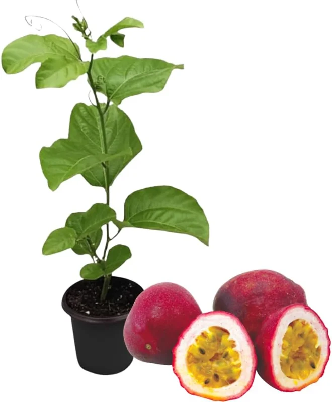 Yellow Passion Fruit Live Plant – 5-9 inch Vine for Outdoor Gardens, Perennial - Image 3
