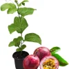 Yellow Passion Fruit Live Plant – 5-9 inch Vine for Outdoor Gardens, Perennial - Image 1