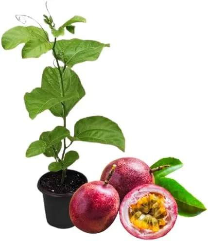Yellow Passion Fruit Live Plant – 5-9 inch Vine for Outdoor Gardens, Perennial - Image 1
