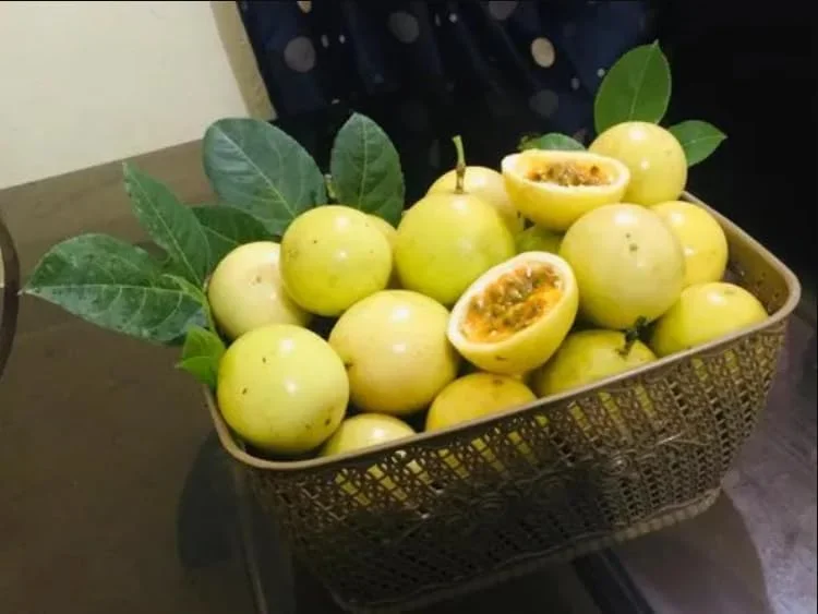Yellow Passion Fruit Live Plant - 6-10 Inch Vine, Edible Fruit, Outdoor - Image 5