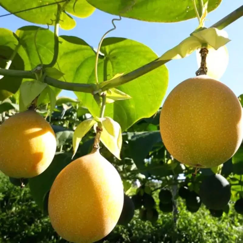 Yellow Passionfruit Live Plant - 5-8 Inch Tall Vine - Fruit Tree - Image 1