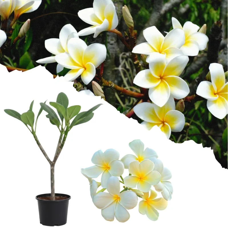 Yellow Plumeria Live Plant – Frangipani Tree – 2-3 Ft Tall in 1 Gallon Pot – Outdoor - Image 2