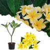 Yellow Plumeria Live Plant – Frangipani Tree – 2-3 Ft Tall in 1 Gallon Pot – Outdoor - Image 1
