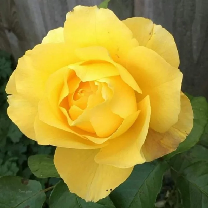 Yellow Rose Bush Live Plant – 5-9 Inch Tall Heirloom Fragrant Starter Plant - Image 2