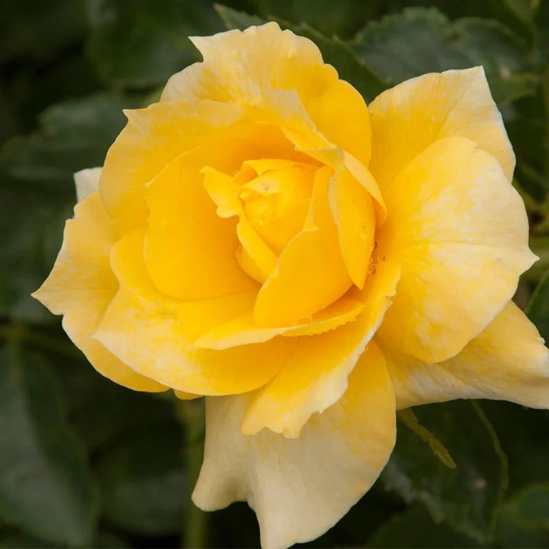 Yellow Rose Bush Live Plant – 5-9 Inch Tall Heirloom Fragrant Starter Plant - Image 3