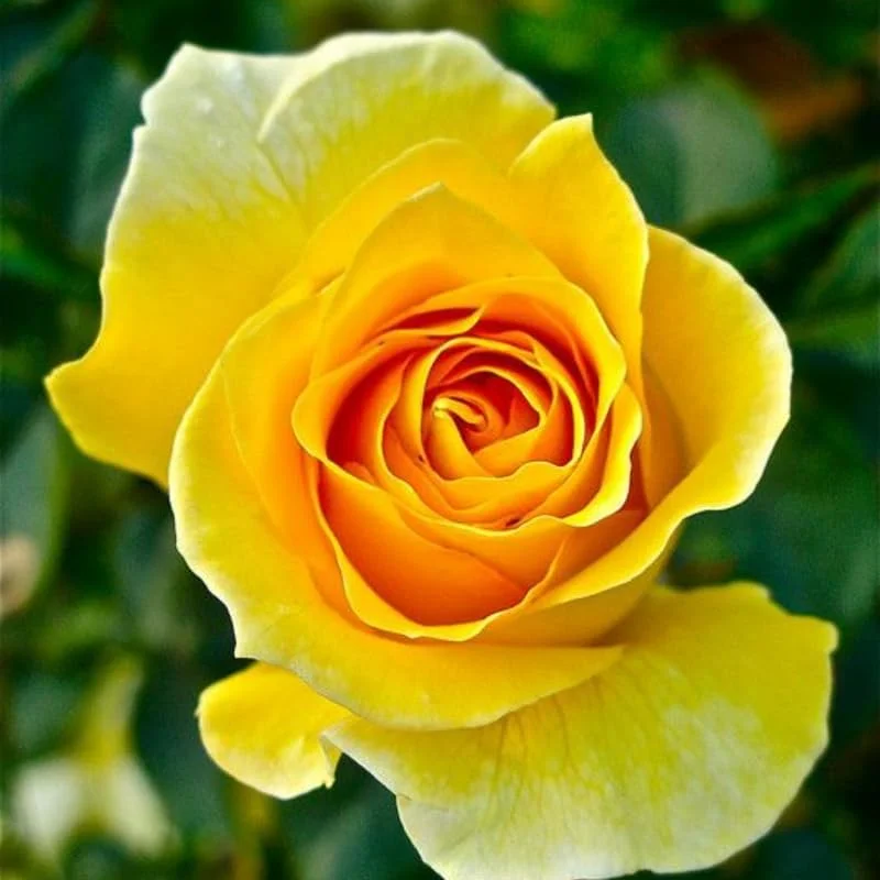 Yellow Rose Bush Live Plant – 5-9 Inch Tall Heirloom Fragrant Starter Plant - Image 5