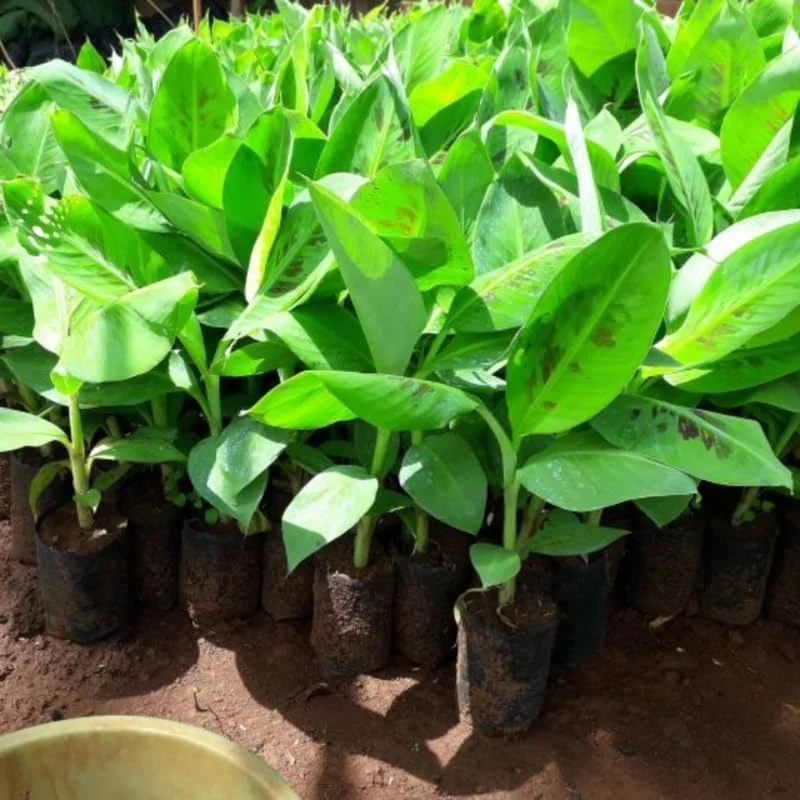 Zebrina Banana Plant Live, Cold Hardy Musa Plant, 4-7 inches Tall, Indoor/Outdoor - Image 2