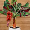 Zebrina Banana Plant Live, Cold Hardy Musa Plant, 4-7 inches Tall, Indoor/Outdoor - Image 1