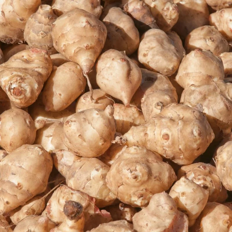 1 Lb Jerusalem Artichoke Tubers, Sunchokes Bulbs for Planting, Perennial Vegetable - Image 2