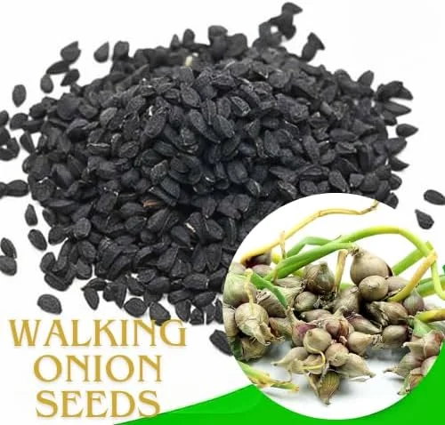 100 Walking Onion Seeds - Cold Hardy, Fast-Growing Perennial Allium - Image 2