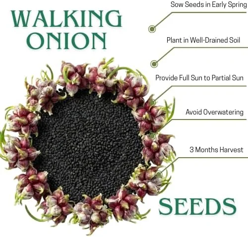 100 Walking Onion Seeds - Cold Hardy Perennial Tree Onions for Planting - Image 3