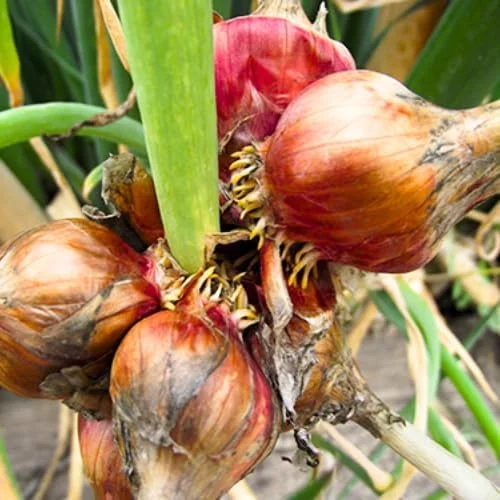 100 Walking Onion Seeds - Cold Hardy Perennial Tree Onions for Planting - Image 4