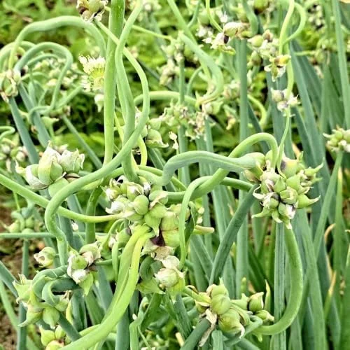 100 Walking Onion Seeds - Cold Hardy Perennial Tree Onions for Planting - Image 5