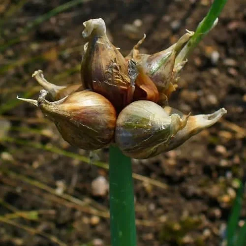 100 Walking Onion Seeds - Cold Hardy Perennial Tree Onions for Planting - Image 7