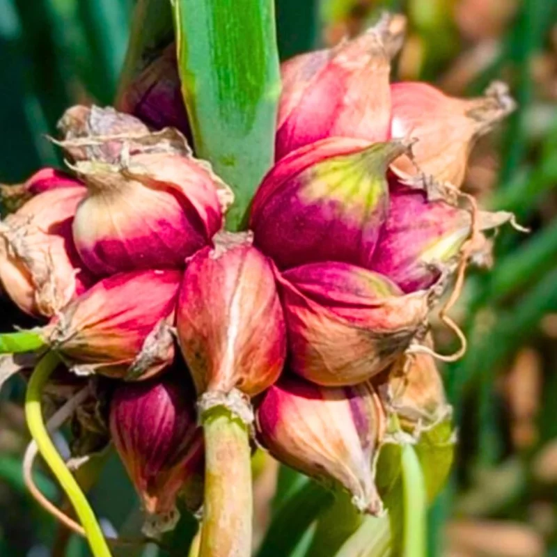 100 Walking Onion Seeds - Cold Hardy Perennial Tree Onions for Planting - Image 8