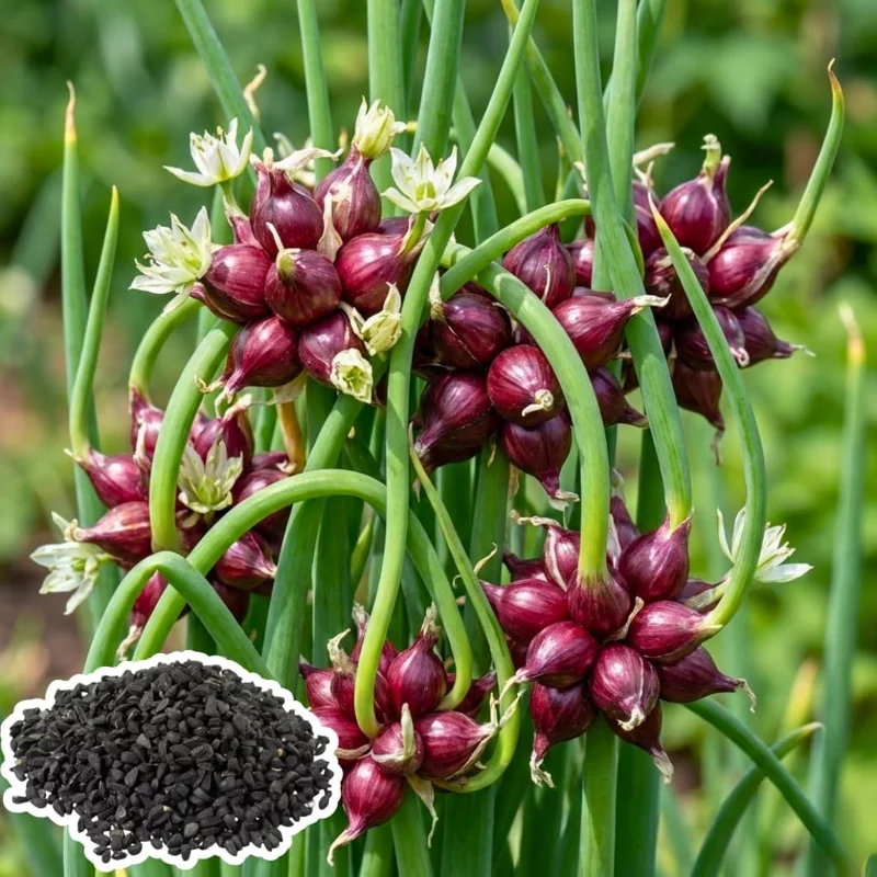 100 Walking Onion Seeds - Cold Hardy Perennial Tree Onions for Planting - Image 1