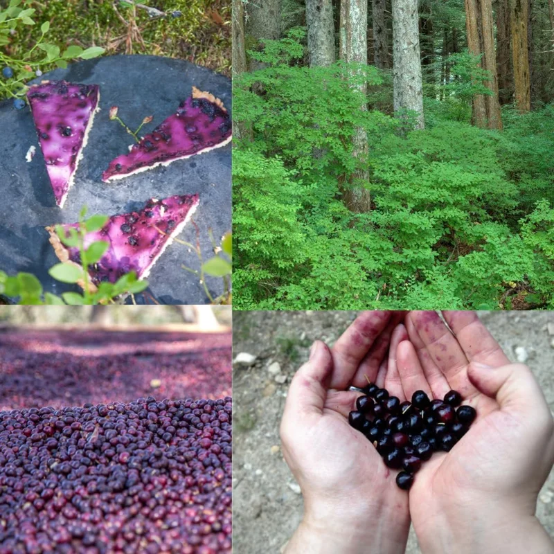 2 Black Huckleberry Live Plants, 4-6 Inch Tall in 4 Inch Pot, Dormant - Image 3