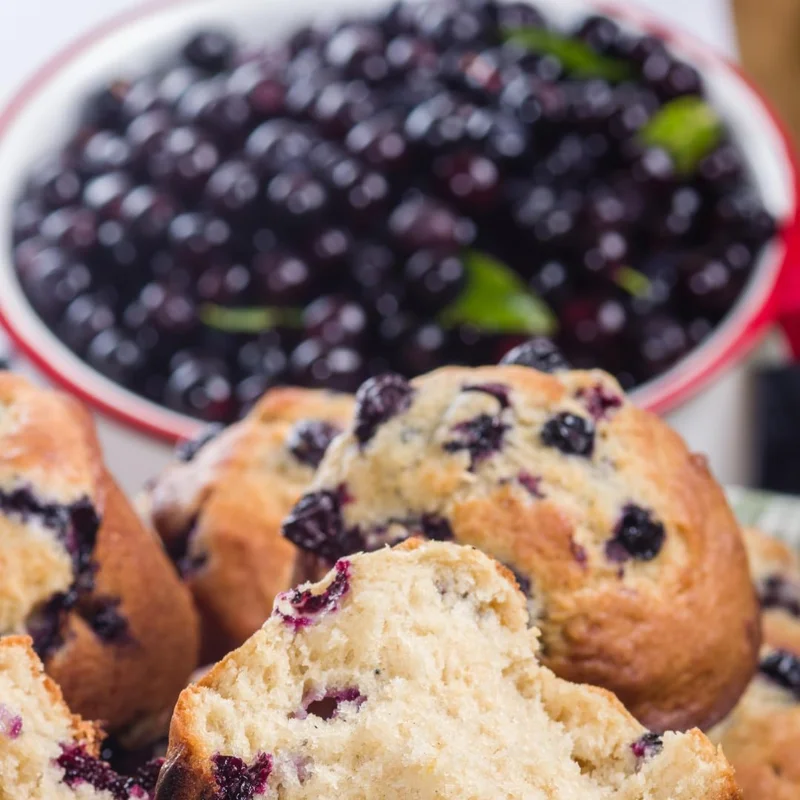 2 Black Huckleberry Live Plants, 4-6 Inch Tall in 4 Inch Pot, Dormant - Image 4