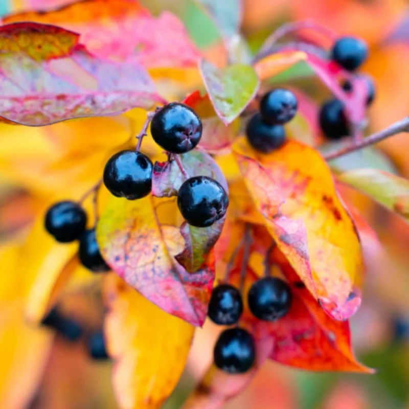 2 Black Huckleberry Live Plants, 4-6 Inch Tall in 4 Inch Pot, Dormant - Image 5