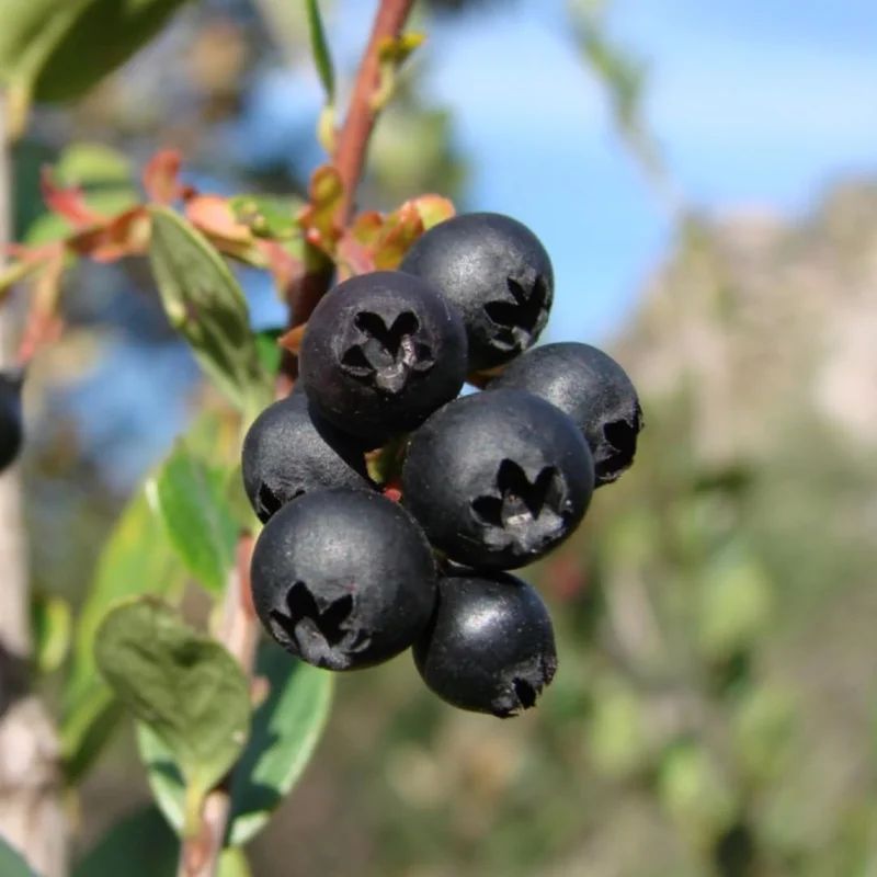 2 Black Huckleberry Live Plants, Sweet Fruit Bushes, 4-6 Inch Tall, 4 Inch Pot - Image 2