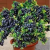 2 Black Huckleberry Live Plants, Sweet Fruit Bushes, 4-6 Inch Tall in 4 Inch Pot - Image 1