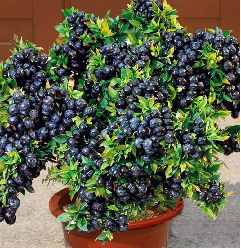 2 Black Huckleberry Live Plants, Sweet Fruit Bushes, 4-6 Inch Tall, 4 Inch Pot - Image 1