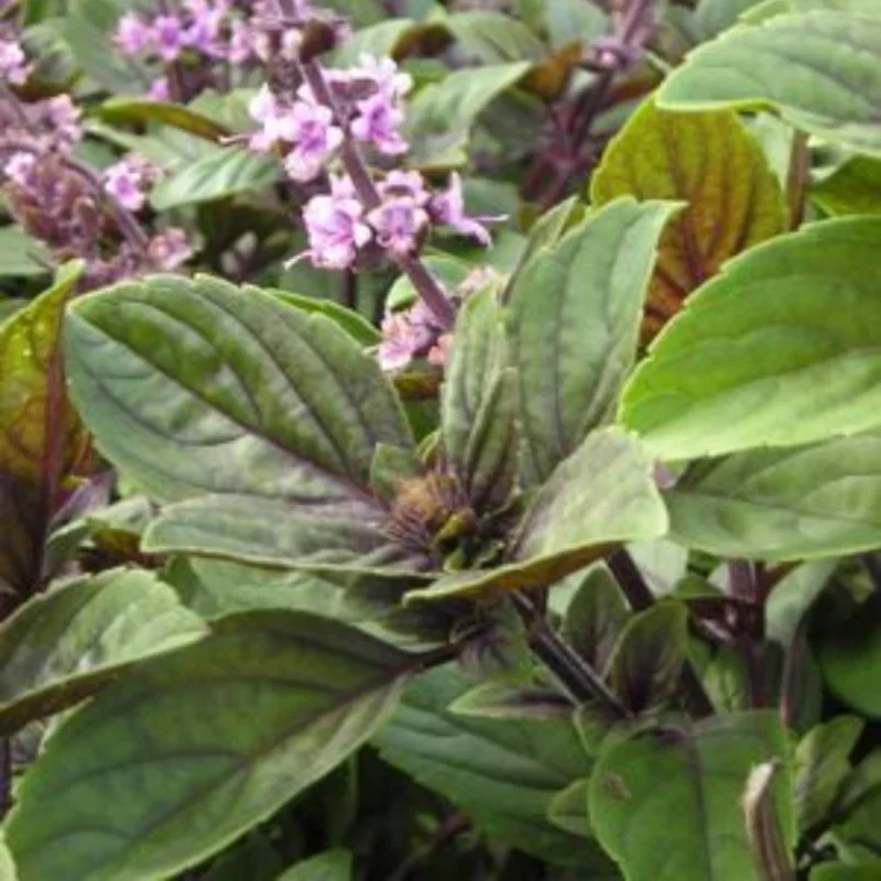2 Blue African Basil Live Plants, 4-6 in, Fragrant Herb, Fast Growing - Image 2