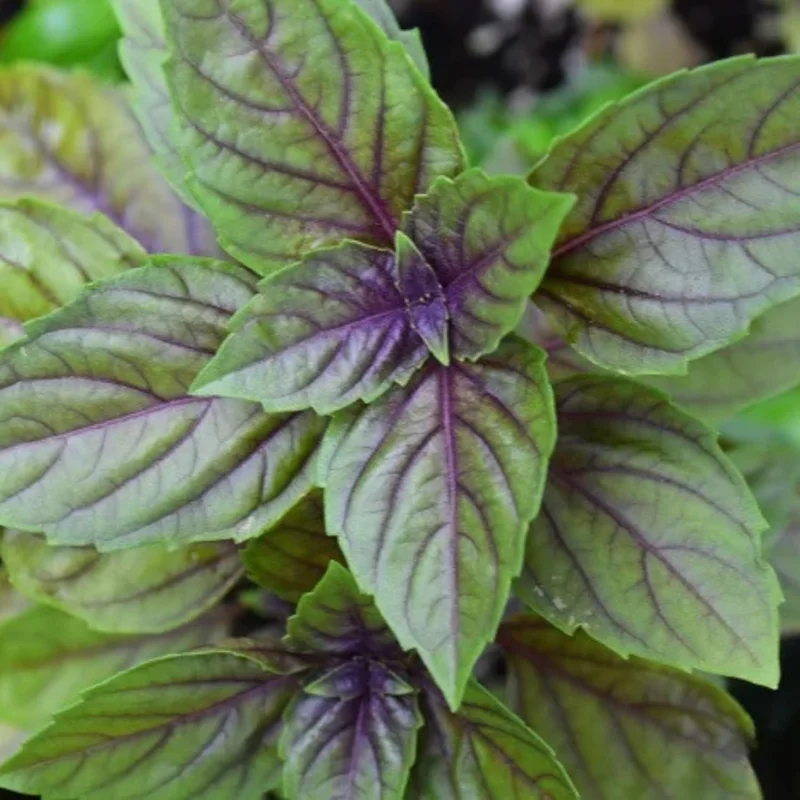 2 Blue African Basil Live Plants, 4-6 in, Fragrant Herb, Fast Growing - Image 3