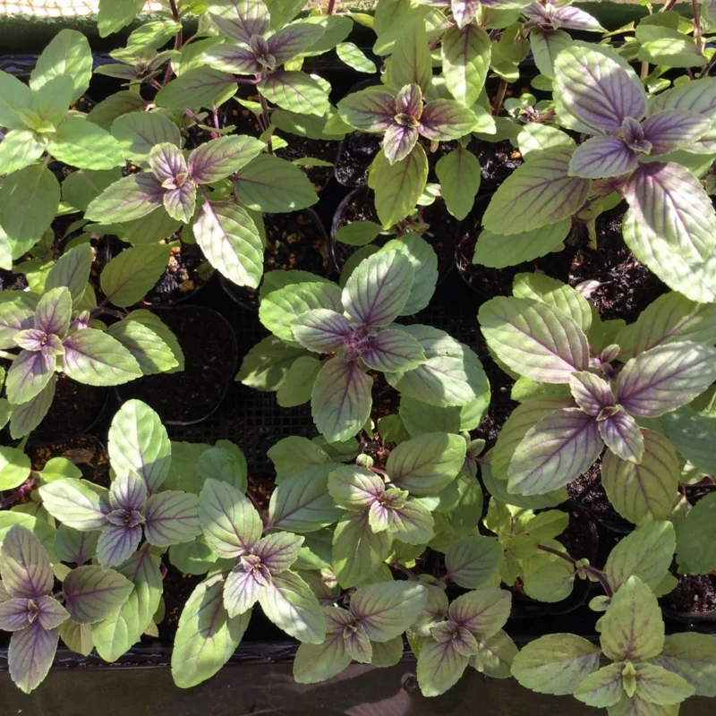 2 Blue African Basil Live Plants, 4-6 in, Fragrant Herb, Fast Growing - Image 4