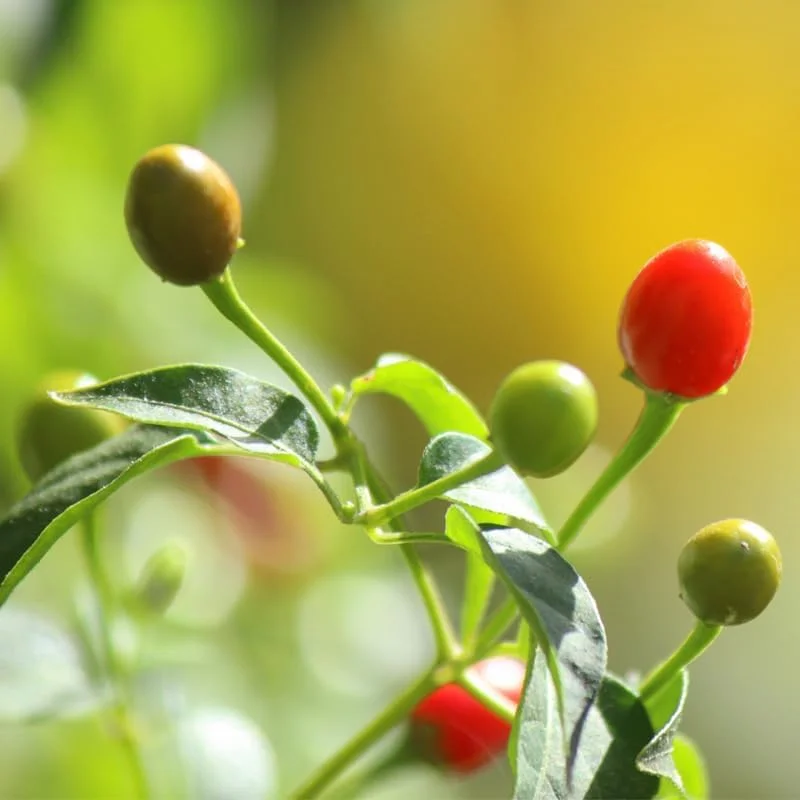 2 Chiltepin Pepper Live Plants, 4-8 Inch Seedlings, Outdoor Hot Pepper - Image 2