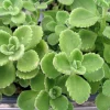 2 Cuban Oregano Live Plants, Mexican Mint, Spanish Thyme, 5-7 inches, Perennial Herb, Garden Ready - Image 1