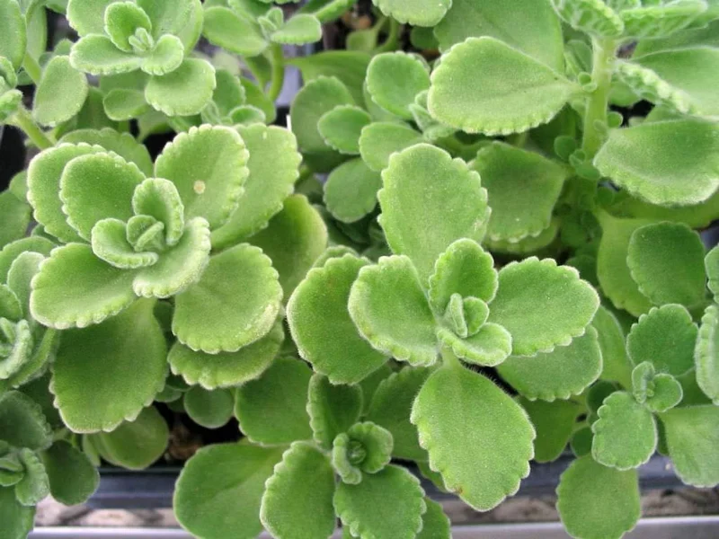 2 Cuban Oregano Live Plants, Mexican Mint, Spanish Thyme, 5-7 inches, Perennial Herb, Garden Ready - Image 1