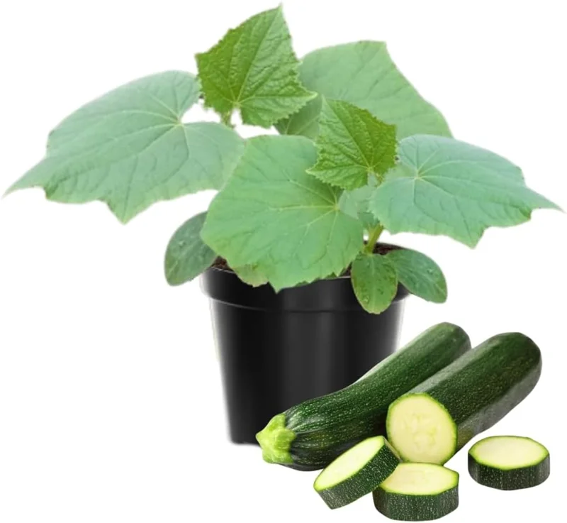 2 Green Zucchini Squash Live Plant Seedlings – 4 Inch Pot – Garden Ready - Image 1