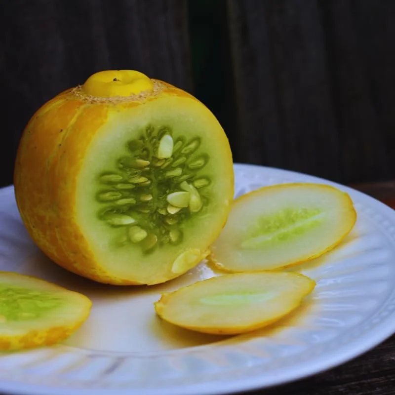 2 Lemon Cucumber Live Plants for Planting, 4-7 Inches Tall Vegetable Plant, Outdoor - Image 1