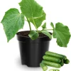 2 Live Cucumber Plants, 3-5 Inches Tall, 4 Inch Pot, Vegetable Garden - Image 1