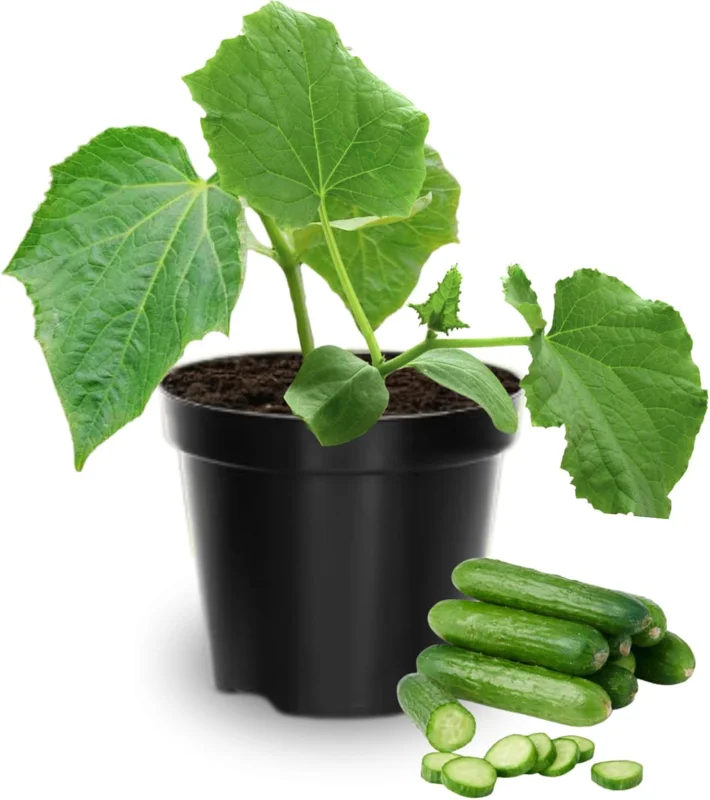 2 Live Cucumber Plants, 3-5 Inches Tall, 4 Inch Pot, Vegetable Garden - Image 1