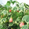 2 Orange Abutilon Live Plants, 5-8 Inches Tall - Trailing Lantern Flower Vine for Garden - Image 1