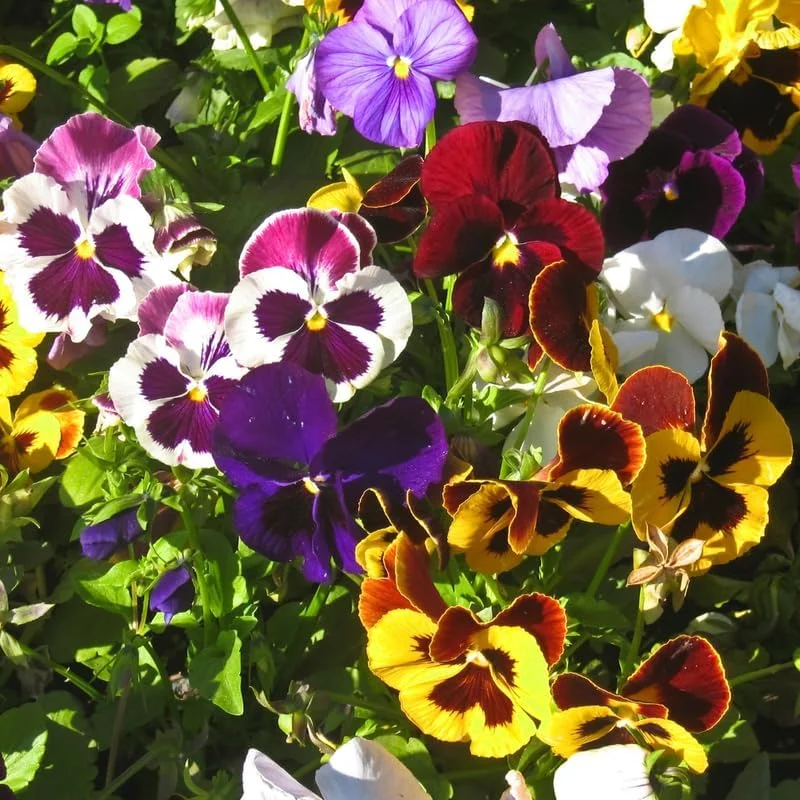 2 Pansy Live Plants in 4-inch Pots - Colorful Outdoor Garden Flowers - Image 2